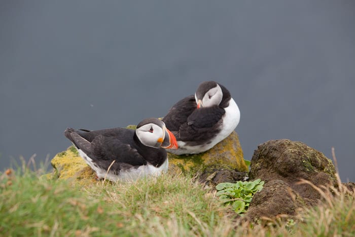 how to see puffins in iceland