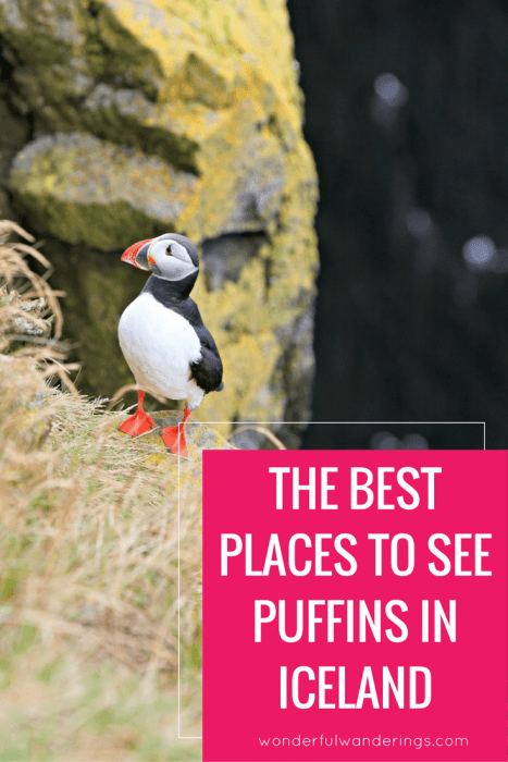 Looking for the best place to see puffins in Iceland? This post lists them all!