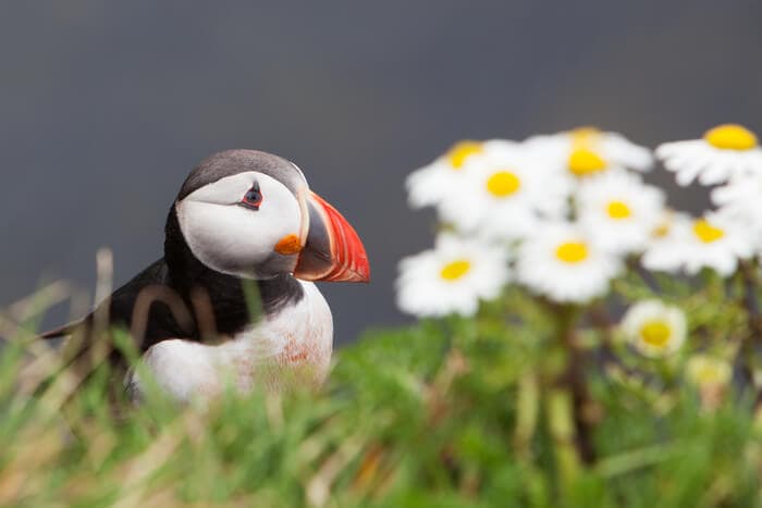 puffin iceland
