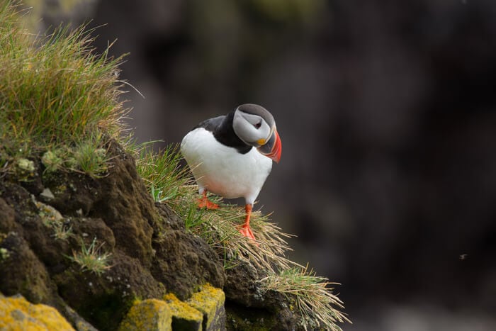 the best place to see puffins in iceland