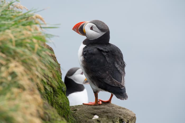where are the puffins in iceland