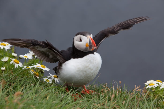 where to see puffin in iceland