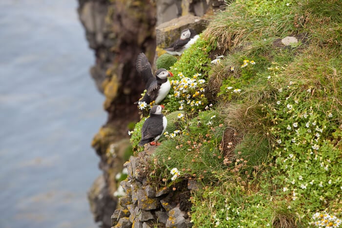 where to see puffins iceland