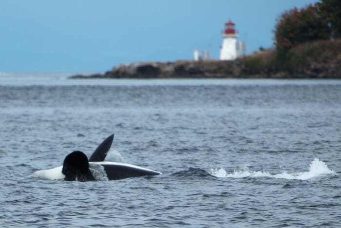 killer whale watching vancouver island