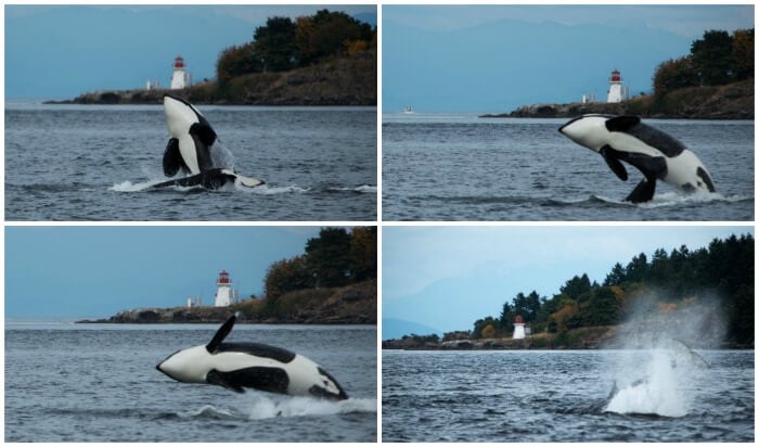 vancouver canada whale watching