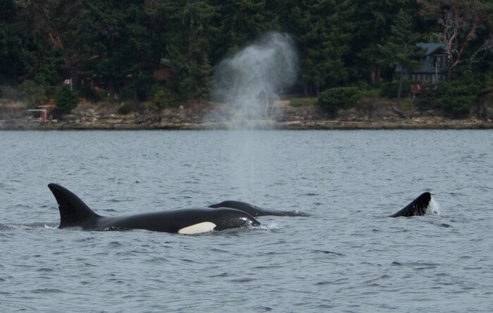killer whale tours vancouver
