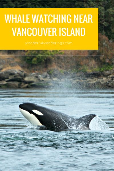 whale watching vancouver island canada