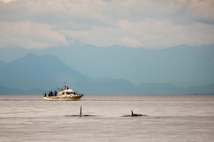 whale watching vancouver island