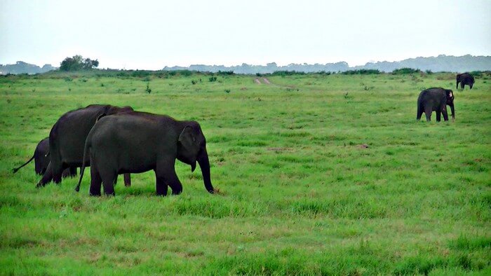 kaudulla national park elephant