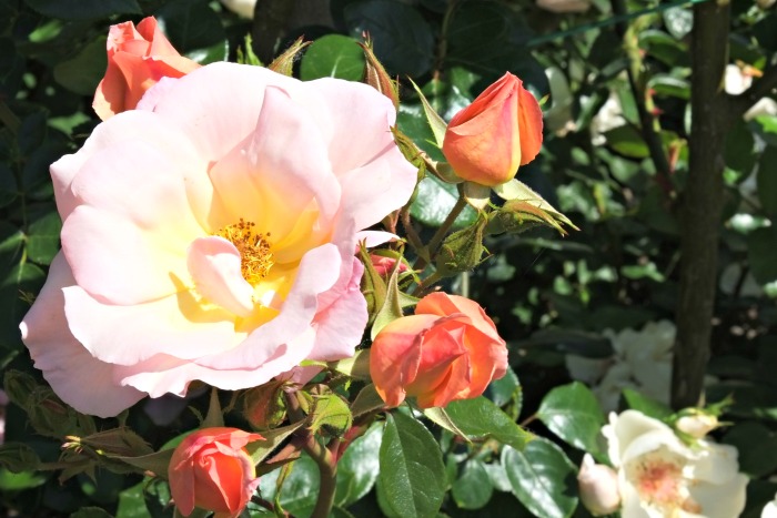 coloma rose garden