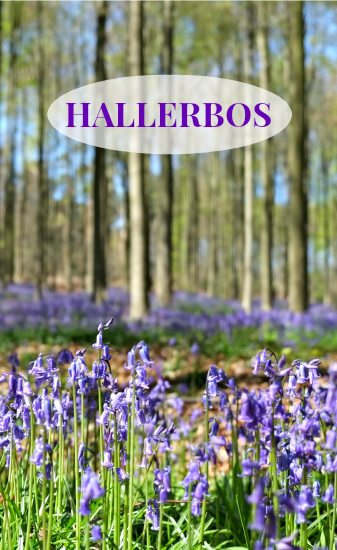 hallerbos hyacint
