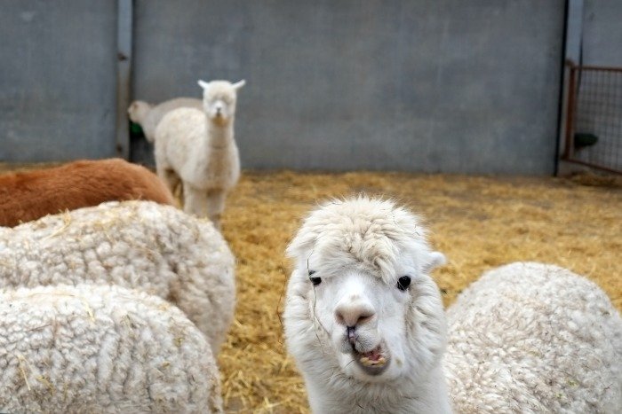 alpacaboerderij kaulille bocholt