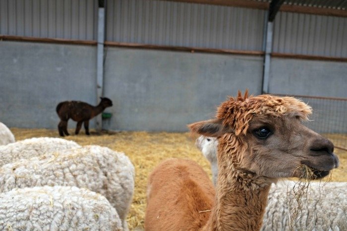 alpacaboerderij kaulille bocholt