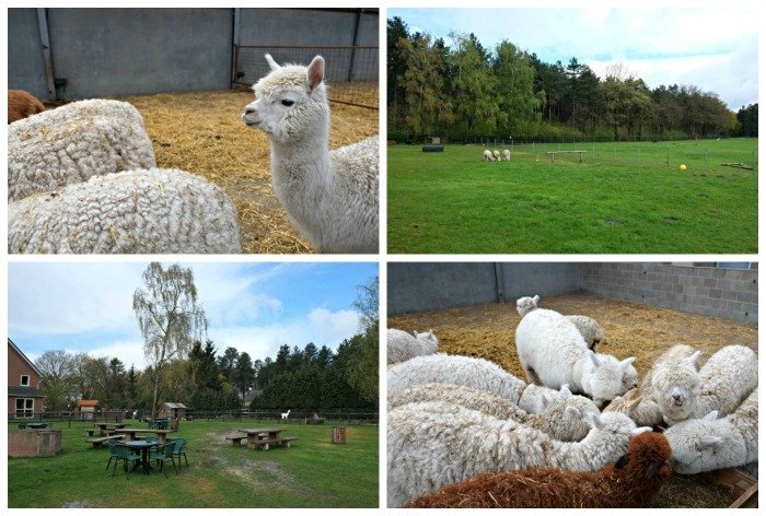 alpacaboerderij kaulille bocholt