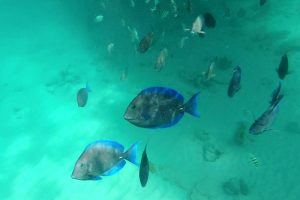 active things to do on Aruba snorkeling