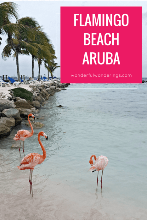 Click to read how you can visit the flamingos on the Aruba Renaissance Island