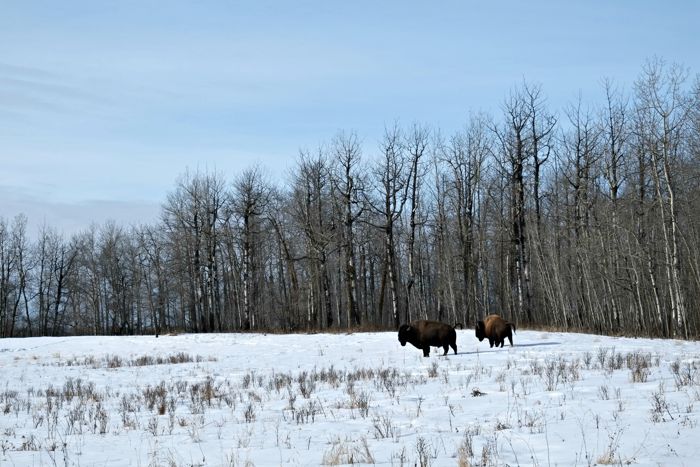 things to do at elk island national park winter