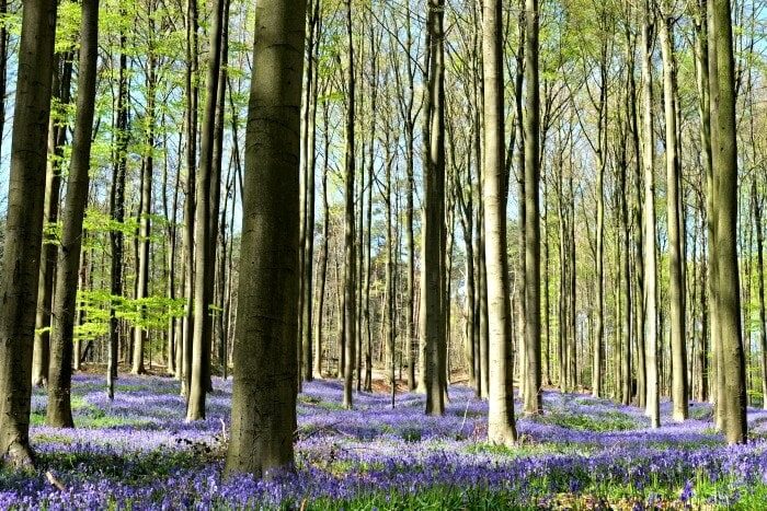 hallerbos forest belgium