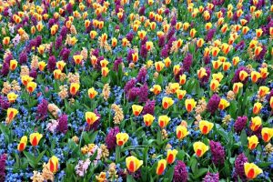 Fall in love with Dutch tulips at the Keukenhof Gardens 2022