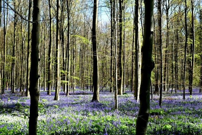 the blue forest belgium