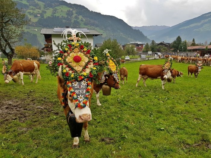 almabtrieb austrian cow