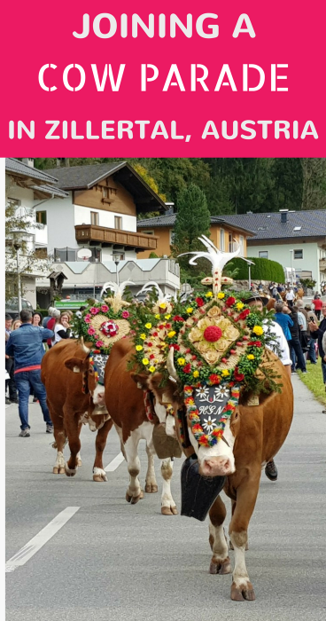 Each fall, the farmers in Zillertal, Tyrol in Austria bring their cows down to the valley during the Almabtrieb festival. 