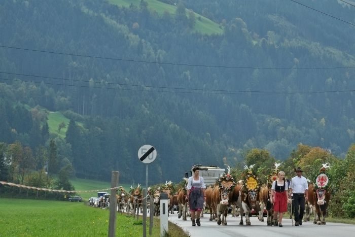 austrian cow festival