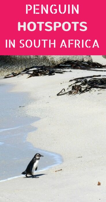 Are there penguins in South Africa? Yes! Boulders Beach near Cape Town and Betty's Bay are two penguin hot spots. But which is best? Click to find out