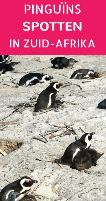 Boulders Beach en Betty's Bay zijn twee populaire plekken om pinguïns te spotten in Zuid-Afrika, maar welke is de beste? Klik voor een review