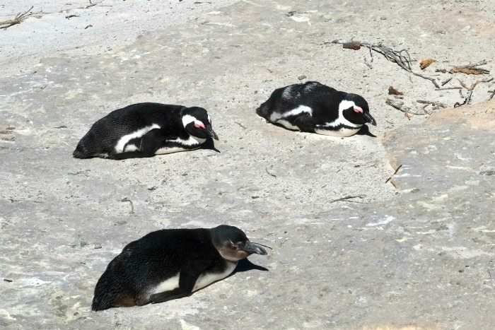 boulders beach penguin sanctuary