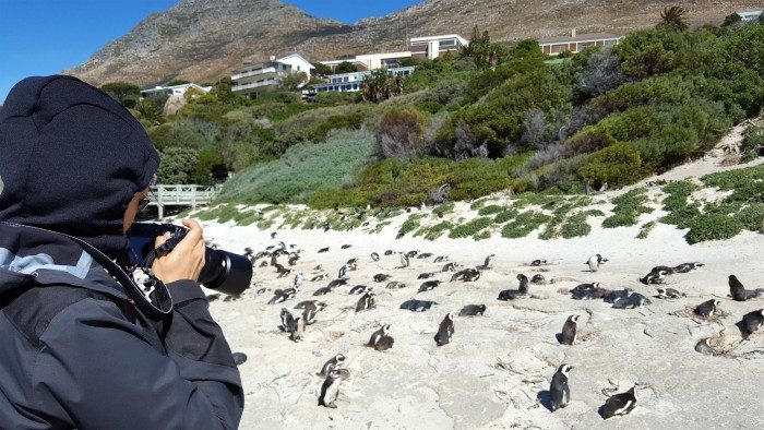boulders beach cape town south africa