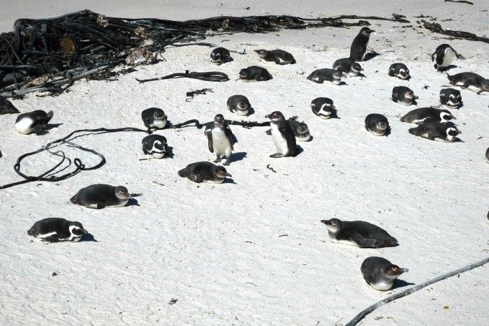 pinguins zuid afrika
