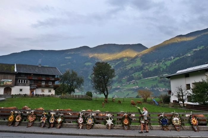 cow festival austria
