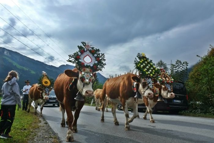 cows and flowers