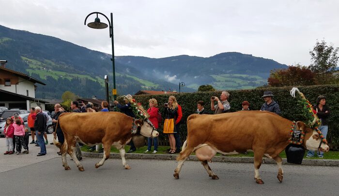 almabtrieb zillertal tirol
