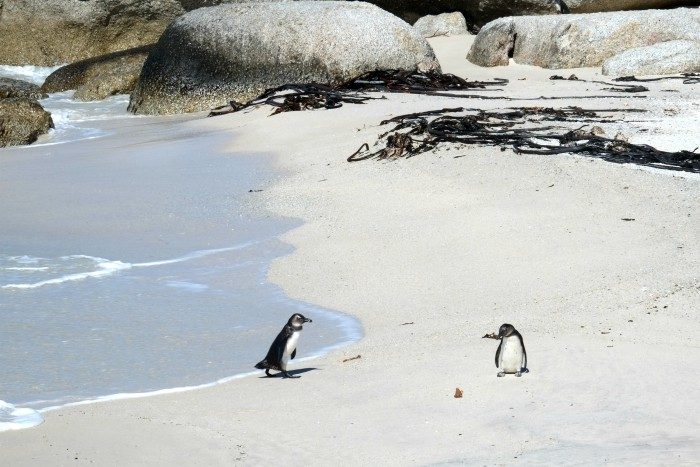 pinguins kaapstad