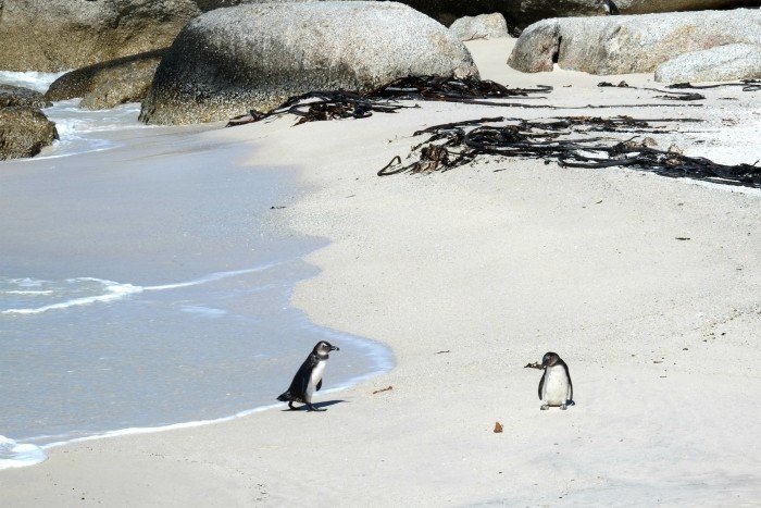 Boulders Beach and Betty's Bay Penguins Spotting in SA