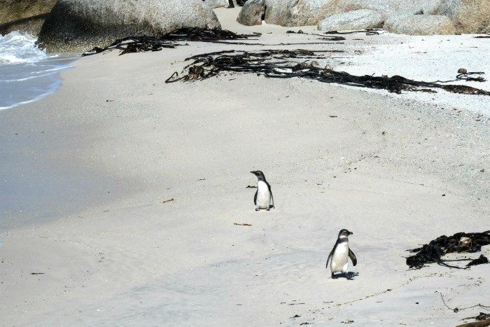 south african penguins boulder beach