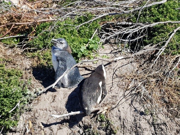 pinguins betty's bay zuid-afrika