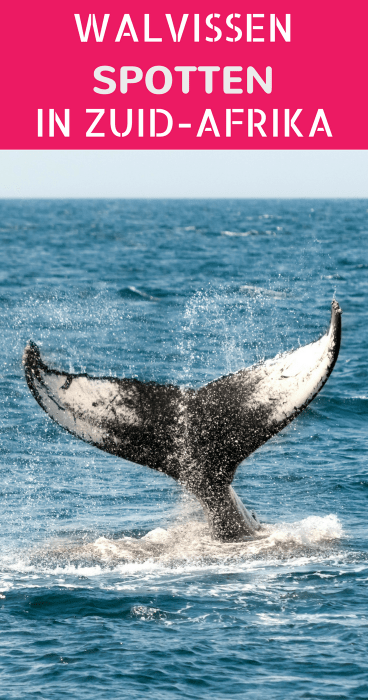 Reizen naar Zuid-Afrika? Klik voor waar je kan gaan walvis spotten.