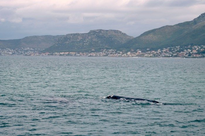 beste tijd walvissen zuid afrika