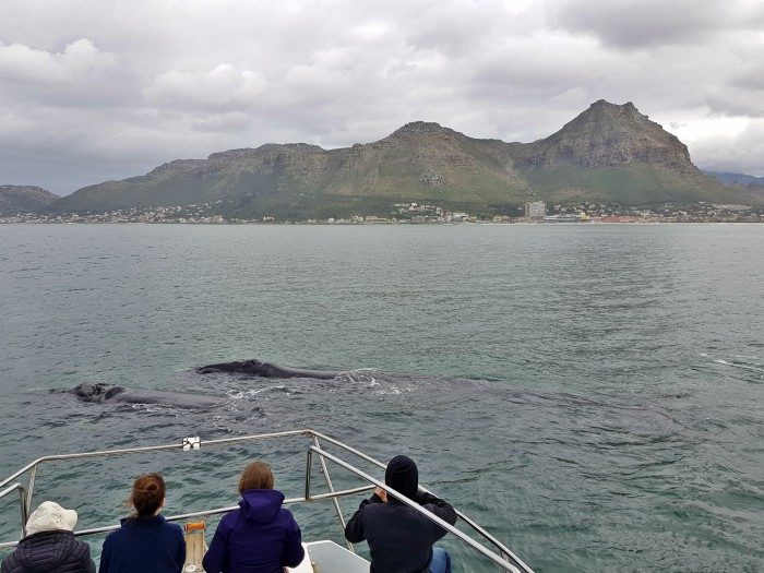 whale season South Africa