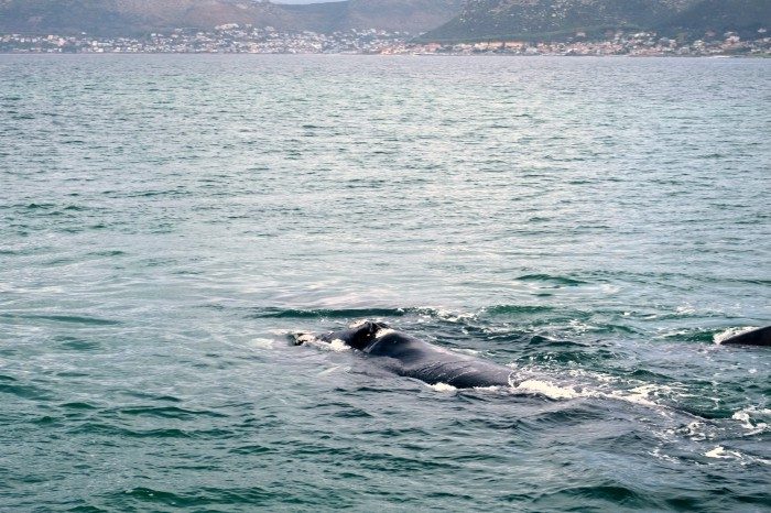 South Africa whale watching