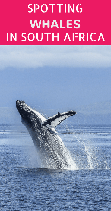 Traveling to South Africa? Click for tips on where to go whale watching in the Western Cape.
