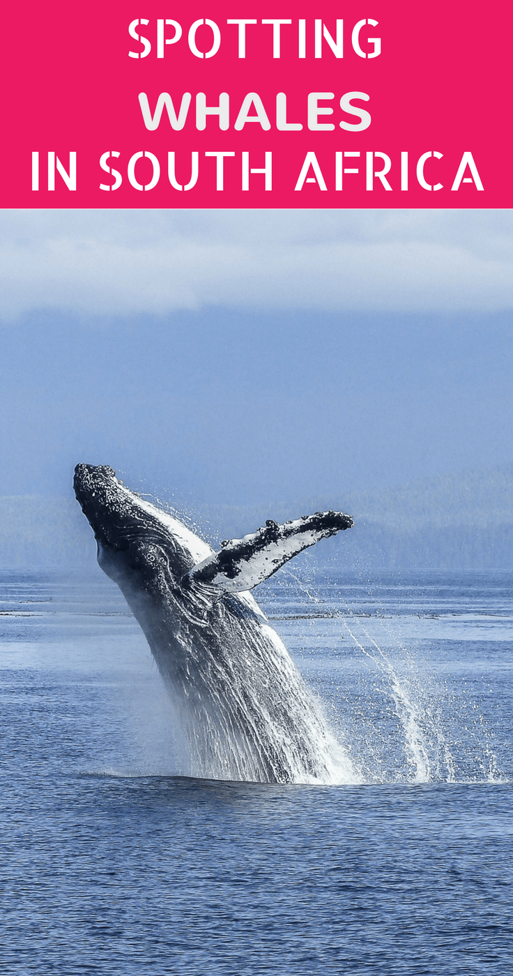 Whale watching South Africa - where to go for the best views