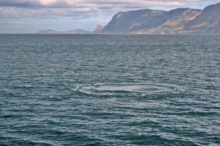walvissen spotten zuid afrika