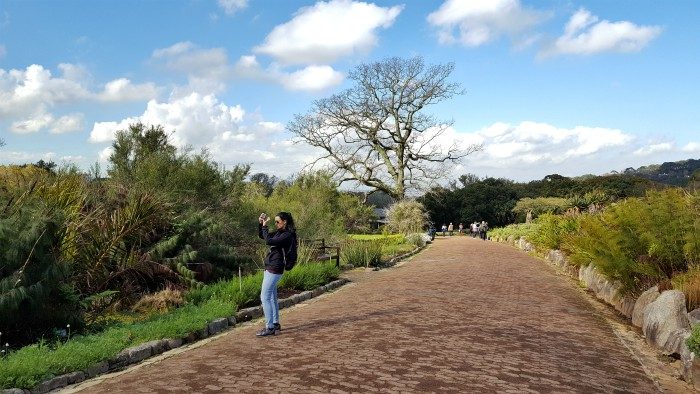 kirstenbosch gardens south africa