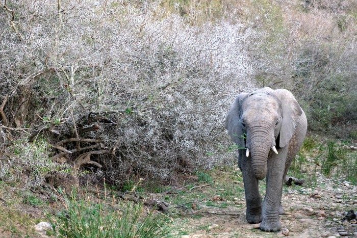 Spotting the big 5 in South Africa