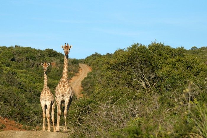 Shamwari game reserve South Africa
