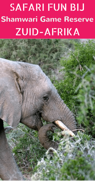 Wil je een safari doen in Zuid-Afrika? Shamwari Game Reserve heeft fantastische lodges én de Big Five. Wij spotten er olifanten, neushoorns en meer. Klik voor een review.